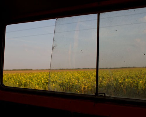 sunFlowerField