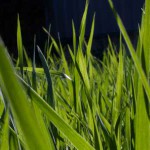 springHead1.jpg