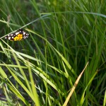 бабочка на море, Ивановка