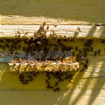 закарпатские пчёлы, Садово