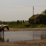 ллошадь с жеребёнком, Ива