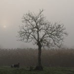 туман-собака-дерево, Ива