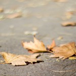 листья платанов, Херсон