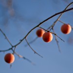 persimmon