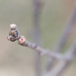 peachBud