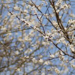 sakura1.jpg