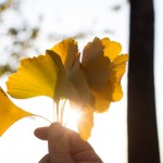 ginkgo leaves