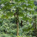 papayaTree