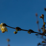 whiteBlossom