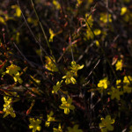 yellowBush