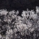 header_whiteEtYellow