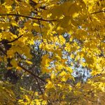 header_yellowLeaves
