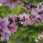 header_almond blossoms_
