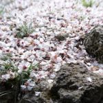 header_almond petals