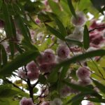 header_bamboo and flowers