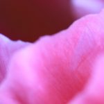 header_peony980_